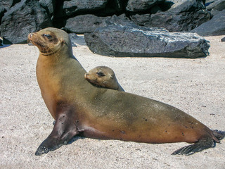 Cute sea lion on the Galapagos Islands, Ecuador