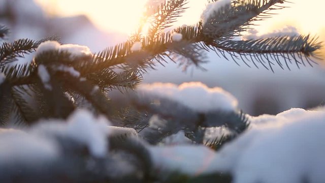 Beautiful natural winter background of green fir tree branches covered with fresh white snow and charming soft golden sunlight of sunset sun outdoors. Real time full hd video footage.
