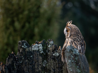 Long-eared owl (Asio otus) sitting on the tree. Beautiful owl with orange eyes on the dry tree in forest. Long eared owl portrait.