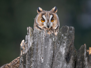 Long-eared owl (Asio otus) sitting on the tree. Beautiful owl with orange eyes on the dry tree in forest. Long eared owl portrait.