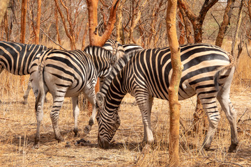 Fototapeta na wymiar Zebras in the Bandia Reserve, Senegal