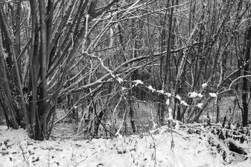 Winter Season Forest and Snow