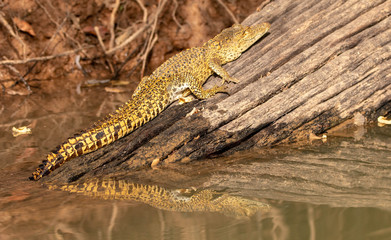 Crocodile in the Gambia River in Senegal, West Africa