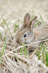Naklejka na ściany i meble A grey rabbit in hay on the farm. Pretty rabbit on a dry grass