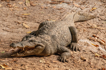 Crocodile in the Gambia River in Senegal, West Africa