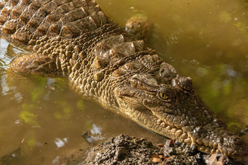 Crocodile in the Gambia River in Senegal, West Africa