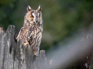 Long-eared owl (Asio otus) sitting on the tree. Beautiful owl with orange eyes on the dry tree in forest. Long eared owl portrait.