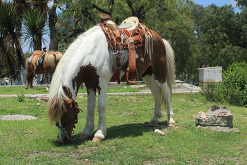 Caballo manchado © ErickDaniel