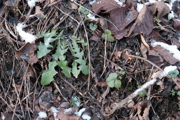 Green Leafs