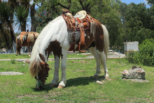 Caballo manchado