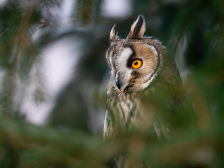 Long-eared owl (Asio otus) sitting on the tree. Beautiful owl with orange eyes on the tree in...