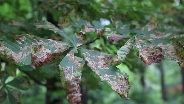 The chestnut is damaged by a pest, a chestnut-blowing mole. The dried leaves of a chestnut.