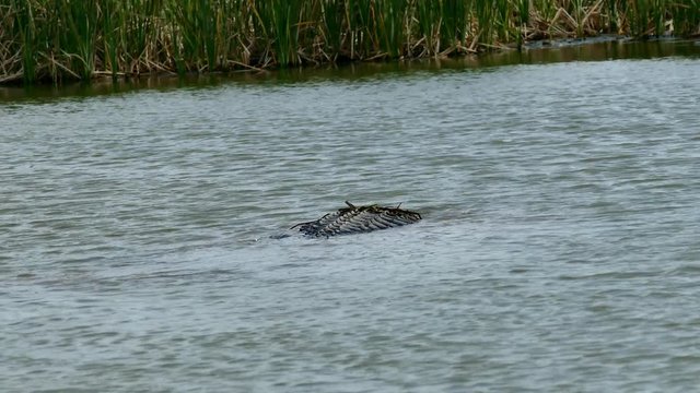 An American alligator swimming in waters at Port Aransas, Texas Nature Preserve.