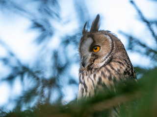 Long-eared owl (Asio otus) sitting on the tree. Beautiful owl with orange eyes on the tree in forest. Long eared owl portrait.