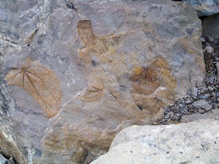 Fossil