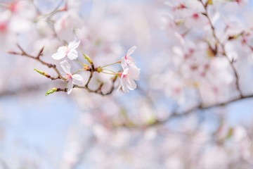 桜