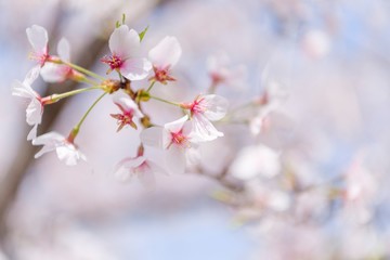 桜