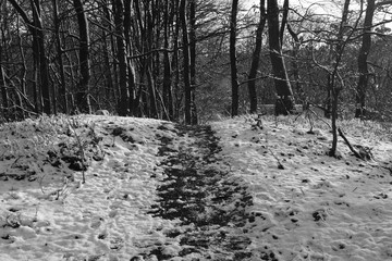 Forest Nature Landscape