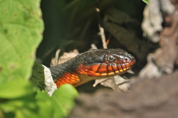 Copperbelly water snake head up close