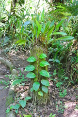 Pflanze in Aguas Calientes, Peru