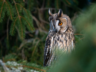 Long-eared owl (Asio otus) sitting on the tree. Beautiful owl with orange eyes on the tree in forest. Long eared owl portrait.