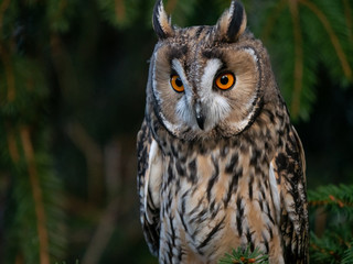 Long-eared owl (Asio otus) sitting on the tree. Beautiful owl with orange eyes on the tree in forest. Long eared owl portrait.