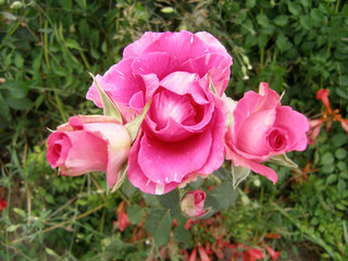 Roses blooming in the garden near the house