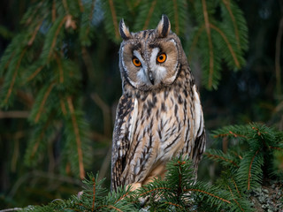 Long-eared owl (Asio otus) sitting on the tree. Beautiful owl with orange eyes on the tree in forest. Long eared owl portrait.