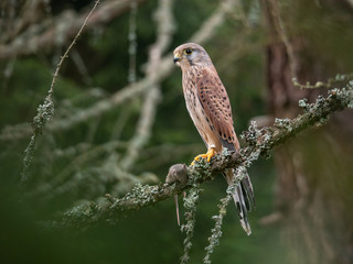 Saker falcon (Falco tinnunculus) sitting on a tree and holding a hunted mouse. Saker falcon in the forest. Saker falcon portrait. Saker falcon holds the mouse.