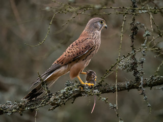 Saker falcon (Falco tinnunculus) sitting on a tree and holding a hunted mouse. Saker falcon in the forest. Saker falcon portrait. Saker falcon holds the mouse.