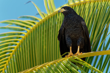Common Black Hawk - Buteogallus anthracinus  a bird of prey in the family Accipitridae, formerly included the Cuban black-hawk (Buteogallus gundlachii) as a subspecies
