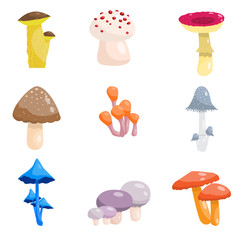Set of different types of mushrooms poisonous and edible. Mushrooms of different types, shapes and colors.