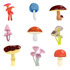 Set of different types of mushrooms poisonous and edible. Mushrooms of different types, shapes and colors.