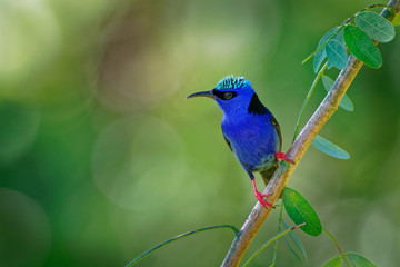 Red-legged Honeycreeper - Cyanerpes cyaneus  small songbird species in the tanager family (Thraupidae)