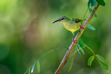 Red-legged Honeycreeper - Cyanerpes cyaneus  small songbird species in the tanager family (Thraupidae)