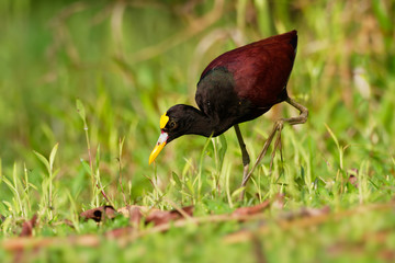 Northern Jacana - Jacana spinosa is a wader which is a resident breeder from coastal Mexico to western Panama, and on Cuba, Jamaica and Hispaniola