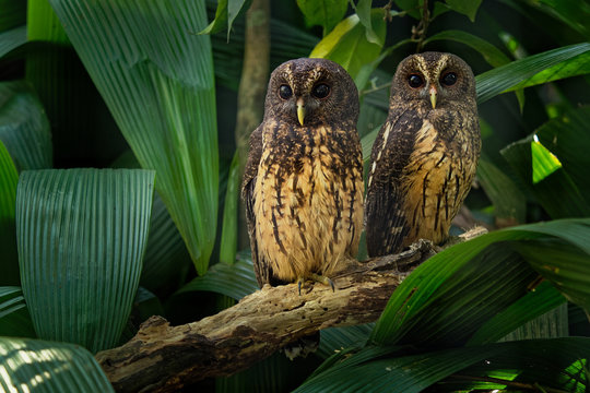 Mottled Owl - Ciccaba (Strix) virgata in Costa Rica
