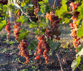 Bunch of grapes on a vine in the sunshine the winegrowers grapes on a vine red wine photo