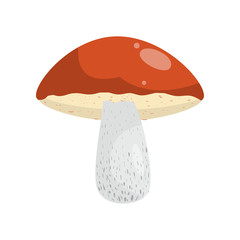 Beautiful fresh mushroom of unusual shape. Colored mushroom for cooking mushroom soup and other dishes.