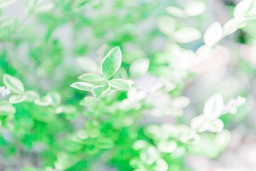観葉植物の緑の葉と光