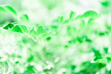 観葉植物の緑の葉と光