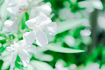 観葉植物の緑の葉と光