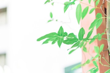 観葉植物の緑の葉と光