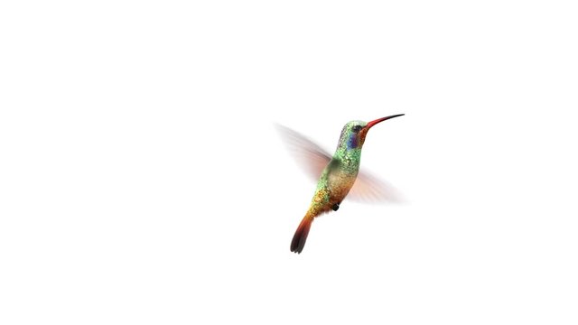 Humming bird, beautiful 3d animation with an alpha-channel