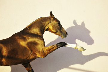 Young golden Akhal Teke stallion plays in the paddock, isolaed on white wall background, Horizontal, side view, in motion, portrait.