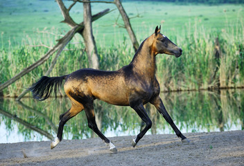 Dappled buckskin Akhal-Teke stallion runs in trot near water with all four legs in the air looking at a camera. Horizontal, side view, in motion.