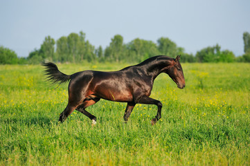 Dark bay Akhal-Teke stallion is running in trot over the summer pasture in the sunny day. Horizontal, side view, in motion.