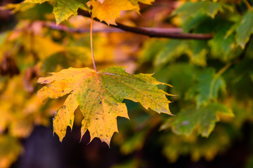 Autumn colorful leaf on a branch.