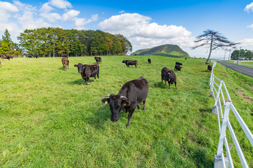 宮城栗駒高原の牧場の放牧牛