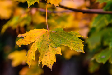 Autumn colorful leaf on a branch.